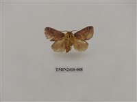 藏品(銀灰帶刺蛾)的圖片